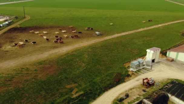 Aerial Shot Walking Cows — Wideo stockowe