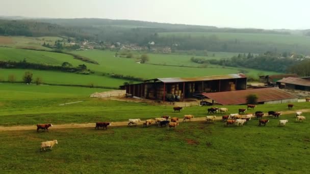 Aerial Shot Cow Walking Farm — Wideo stockowe