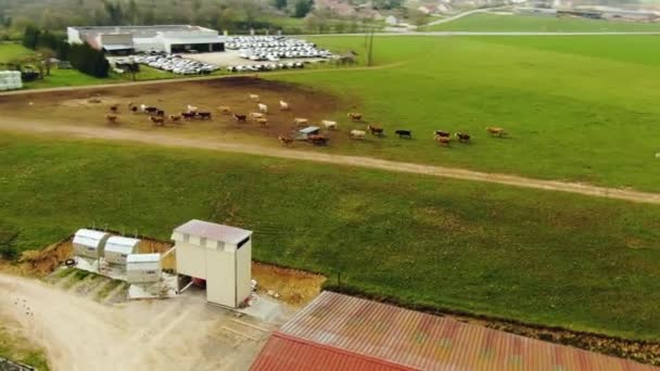 Drone Shot Cow Walking Farm — стоковое видео