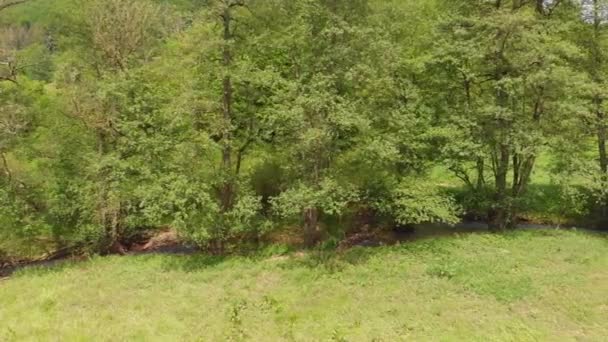 Пышные Зеленые Пастбища Деревьями Небольшой Рекой — стоковое видео