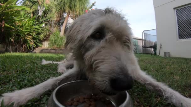 裏庭のボウルから湿った乾燥食品を食べて毛深い犬の閉じる — ストック動画