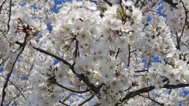 Крупный План Белый Dogwood Blossom Дует Ветру — стоковое видео