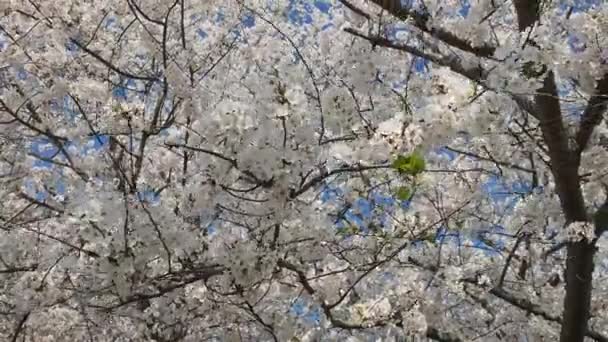 Witte Dogwood Blossom Blowing Wind — Stockvideo