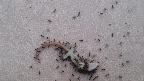 Αποικία Μυρμηγκιών Κουβαλάει Και Σέρνει Μια Νεκρή Σαύρα — Αρχείο Βίντεο