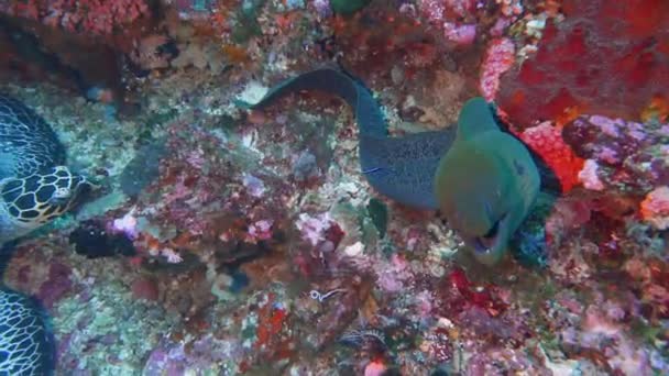 サンゴの岩礁の上の水にたむろするカメとオオムギの映像です — ストック動画