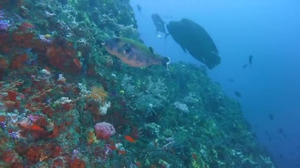 Coral Reef Meters Depth Big Green Napoleon Wrasse Swimming — Stock Video