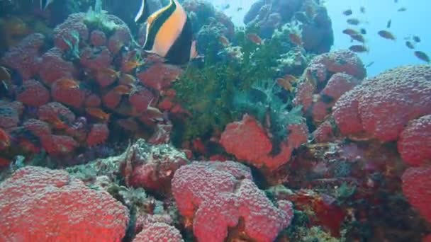 Upplyst Korallrev Med Några Dykare Fjärran — Stockvideo