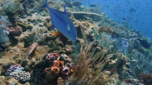 Trevally Błękitnopłetwy Szuka Małych Ryb Pod Koralowcami Jako Ofiary Jedzenia — Wideo stockowe