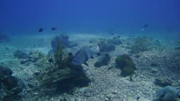 Dulce Gigant Gri Înoată Încet Peste Reciful Corali Podeaua Moloz — Videoclip de stoc