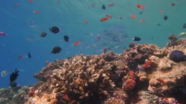 Cámara Deslizándose Través Arrecife Coral Saludable Con Montón Peces Que — Vídeos de Stock