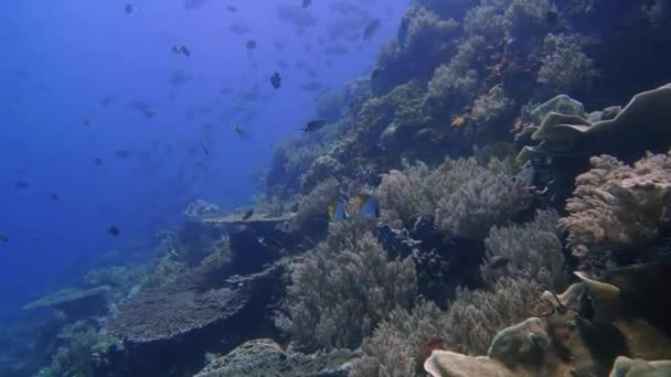 Pesce Oceano Con Una Parete Corallo — Video Stock