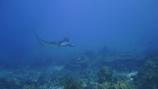 Hermoso Mantaray Grácilmente Nada Junto Cámara Komodo — Vídeo de stock