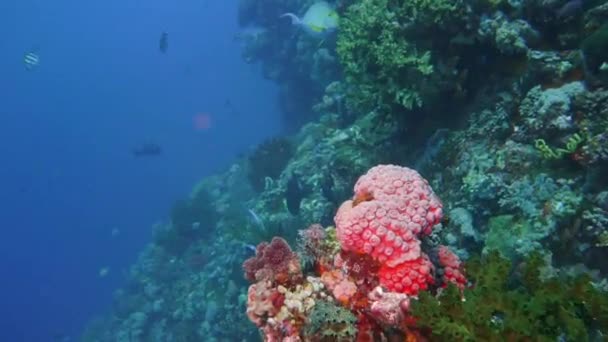 Cámara Lenta Glida Adelante Largo Arrecife Coral Con Montón Peces — Vídeo de stock