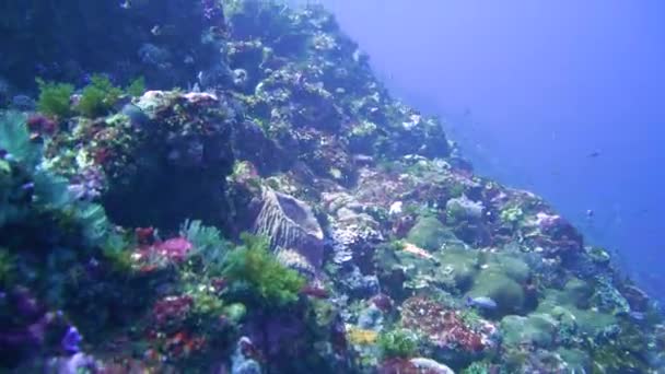 Rafa Koralowa Rybami Rafowymi Nurkami Oddali — Wideo stockowe