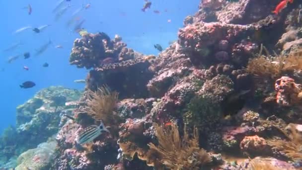 Caméra Glisse Lentement Vers Avant Près Récif Corallien Sain Avec — Video