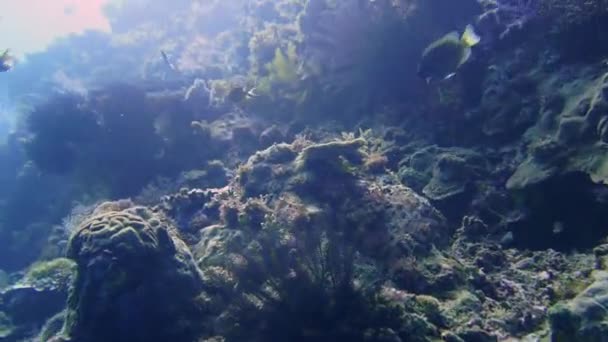 Una Pared Arrecife Coral Saludable Cámara Fotos Panorámica Desde Abajo — Vídeo de stock