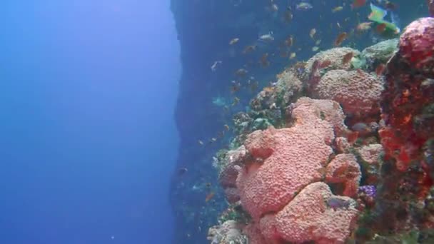 覆盖着珊瑚和小礁鱼的水下山脉 — 图库视频影像