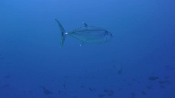 大きな犬の歯のマグロがカメラを通り過ぎ — ストック動画