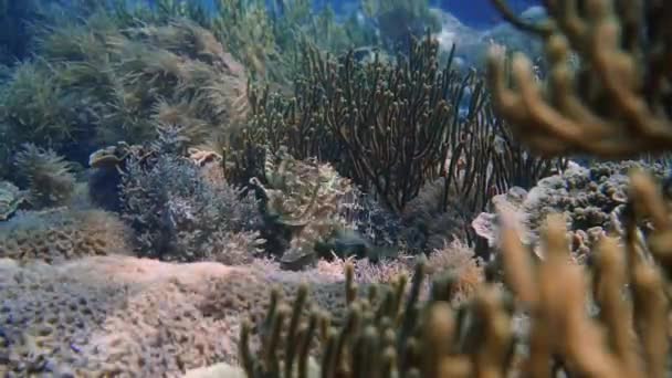 Una Sepia Camuflada Bien Escondida Está Flotando Colorido Arrecife Coral — Vídeos de Stock