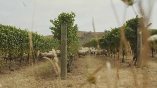 Schafherden Laufen Entlang Und Unter Weinbergen Von Trauben Nachdem Sie — Stockvideo