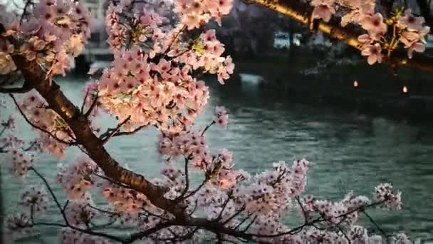 Cinematic Sunset Shot Cherry Blossom Sakura Japón — Vídeo de stock