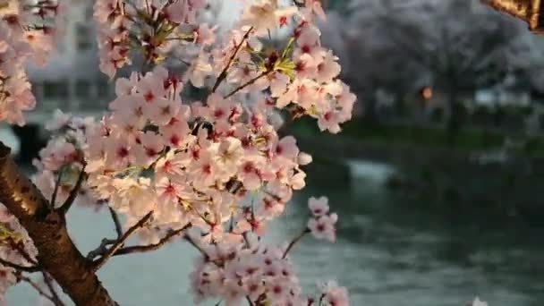 日本で撮影された桜の夕日 — ストック動画