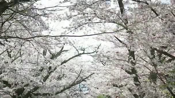 Sakura Full Bloom Japan — Vídeo de stock