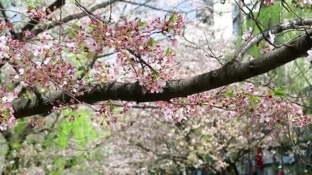 Дерево Сакура Ханами Японии — стоковое видео