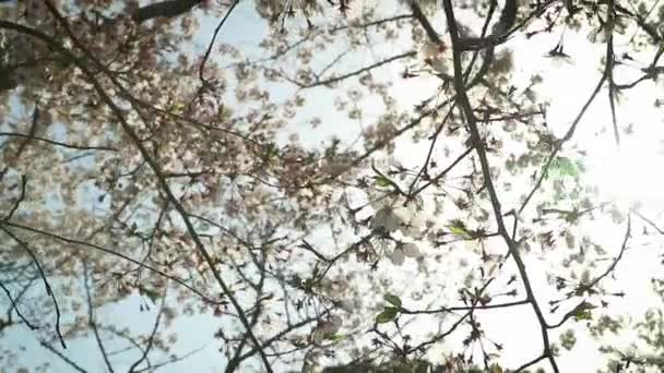 Άνθος Κερασιάς Sakura Στην Ιαπωνία — Αρχείο Βίντεο