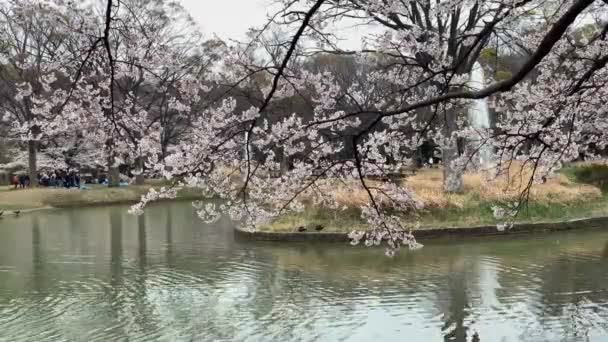 Yoyogi Parkı Nda Kiraz Çiçekleriyle Güzel Bir Göl Manzarası Kamera — Stok video
