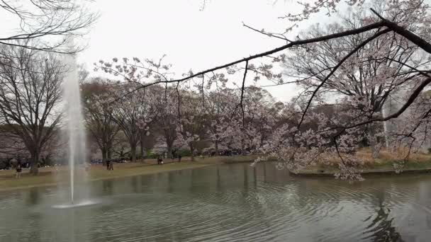 Refleksja Nad Jeziorem Wiśni Parku Yoyogi Kamera Ustawiona Kąt Nisko — Wideo stockowe