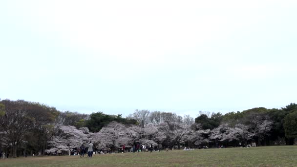 Panoramic Yoyogi Park Cherry Blossom Camera Fixed Angle Low Medium — Vídeo de stock