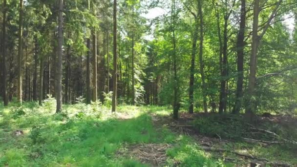 Caminando Por Bosque Con Rayo Sol Brillando Entre Los Árboles — Vídeos de Stock