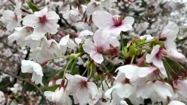 Rosa Körsbär Blommar Naturliga Grenar Inokashira Park Kamera Fast Vinkelneutral — Stockvideo