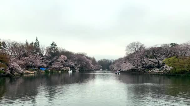 Magical Scene Cherry Blossoms Bloom Inokashira Park Lake Camera Fixed — 图库视频影像