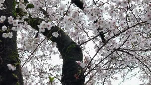 Roze Kers Bloeit Stam Van Boom Het Inokashira Park Camera — Stockvideo