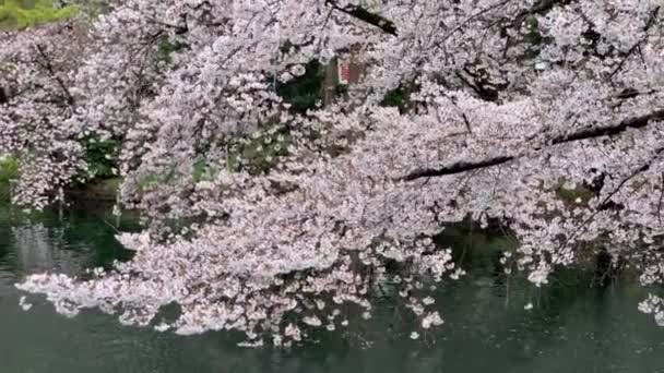 Long Branches Pink Cherry Blossoms Fall Lake Inokashira Park Camera — Stock Video