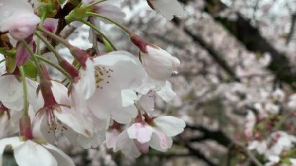 Wiśnia Drzewo Pełne Różowych Kwiatów Inokashira Park Japonia Paleta Kamer — Wideo stockowe