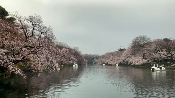 Relaxing Time Lake Inokashira Park Goose Boats Navigating Cherry Blossom — Wideo stockowe