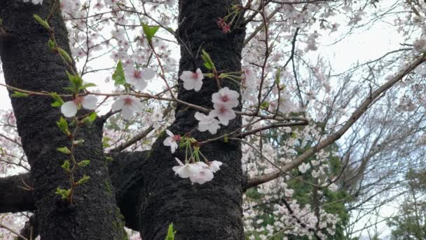 Pink Cherry Blossoms Flower Cherry Blossom Inokashira Park Japan Camera — Stockvideo