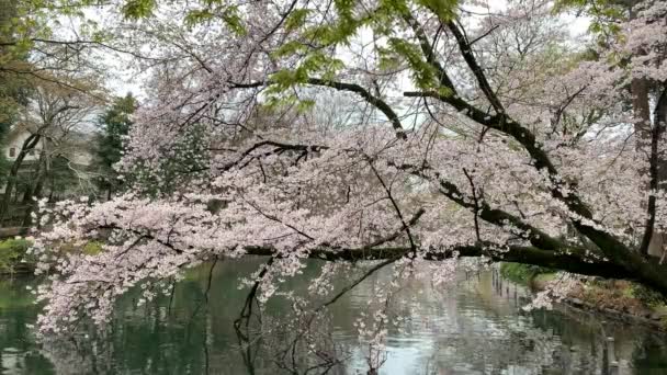 Reflection Lake Cherry Tree Branch Inokashira Park Camera Fixed Angle — Stock Video