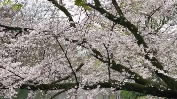 Reflection Lake Long Cherry Tree Branch Inokashira Park Camera Pan — Stock Video