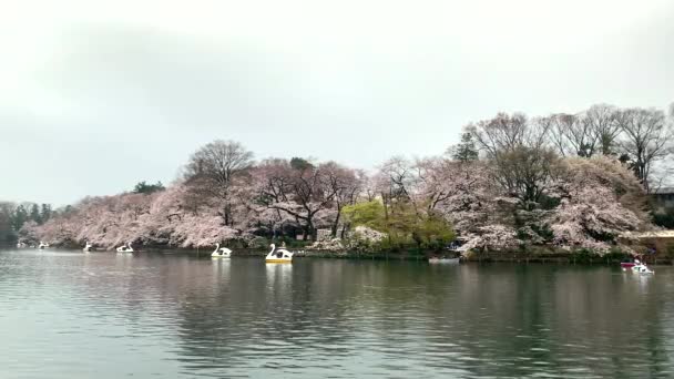 Třešňové Květy Husí Lodě Jezera Inokashira Park Kamera Zaměřena Úhel — Stock video