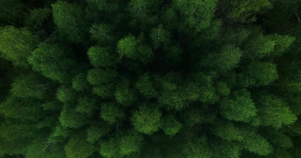 Αεροφωτογραφία Των Κορυφών Των Δέντρων Στο Δάσος — Αρχείο Βίντεο