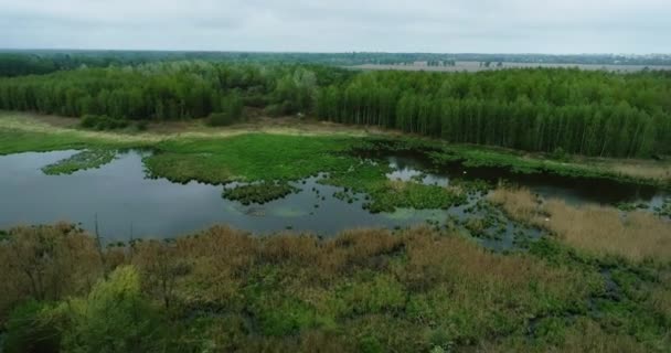 沼泽地区的空中景观 — 图库视频影像
