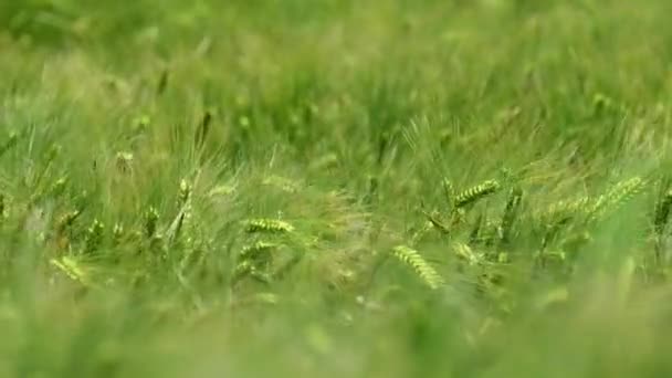 Diepe Gladde Winderige Scène Vanaf Bovenkant Van Het Groene Veld — Stockvideo