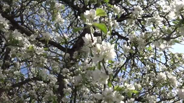 Fruit Tree Tree Which Bears Fruit Consumed Used Humans Some — Vídeo de Stock