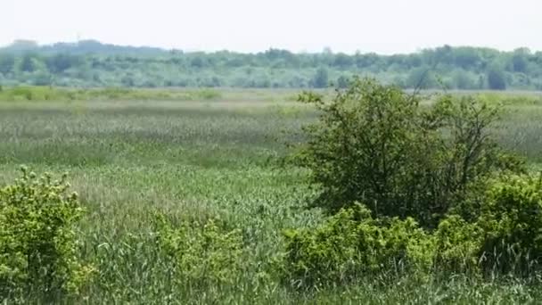 田舎の自然環境からのパノラマ映像 — ストック動画