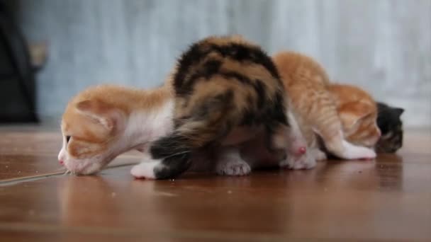 Família Gatinhos Indefesos Confusos Com Sua Mãe Segundo Plano — Vídeo de Stock