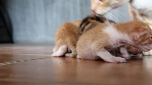 Eine Katzenmutter Leckt Ihre Hilflosen Und Verwirrten Kätzchen — Stockvideo